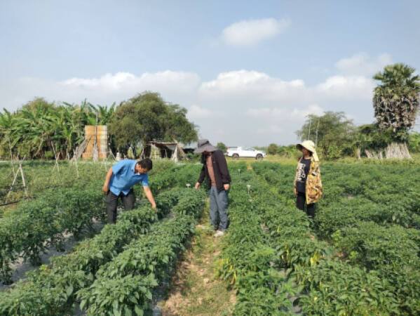 ចុះត្រួតពិនិត្យ និងវាយតម្លៃពិសោធន៍ពហុកន្លែងលើដំណាំម្ទេស និងដាំបង្ហាញពូជប៉េងប៉ោះឆឺរី ក្រោមគម្រោងប្រកួតប្រជែងខ្សែច្រវ៉ាក់តម្លៃនិងលើកកម្ពស់សុវត្ថិភាពកសិកម្ម (ACSEP) ក្នុងខេត្តកំពង់ចាម និងខេត្ត..
