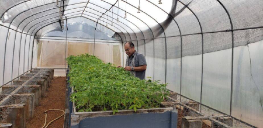 ចុះដាំកូនដំឡូងមីស្អាតដែលបានបង្កាត់ពីជាលិកាកម្ម CARDI ជាប្រភេទពូជ TMEB-419 ធន់ទ្រាំនឹងជម្ងឺ CMD