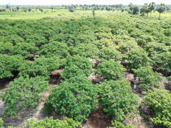 ចងក្រងវីឌីអូឯកសារដំណាំស្វាយចន្ទីរនៅដំណាក់កាល ថែទាំដាក់ជី និងតាក់តែងមែក ក្នុងខេត្តកំពង់ចាម