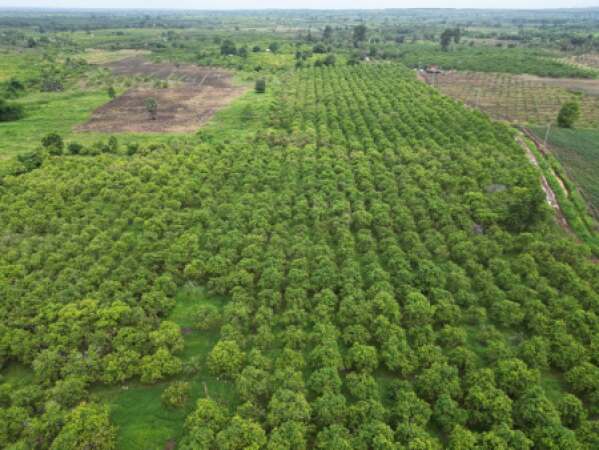 ចងក្រងវីឌីអូឯកសារសកម្មភាពកសិករដាំស្វាយកែវរមៀត
